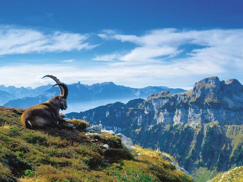 Der Steinbock blickt über das Justistal