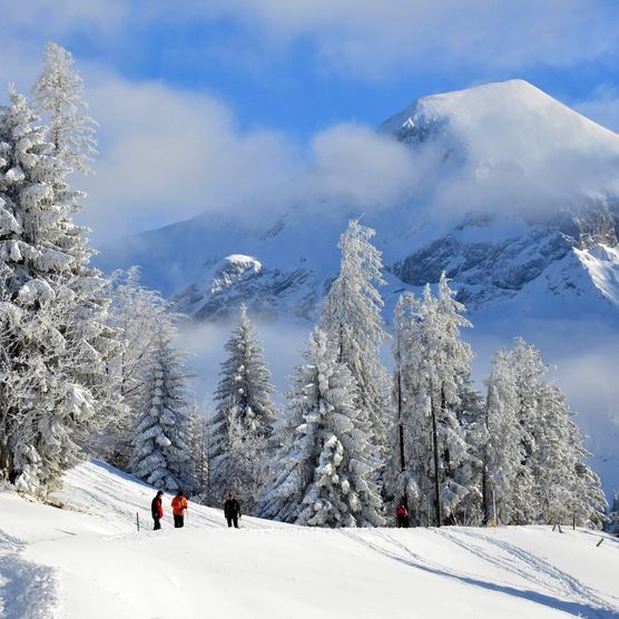 Winterwanderweg mit verschneiten Tannen und dem Niesen im Hintergrund