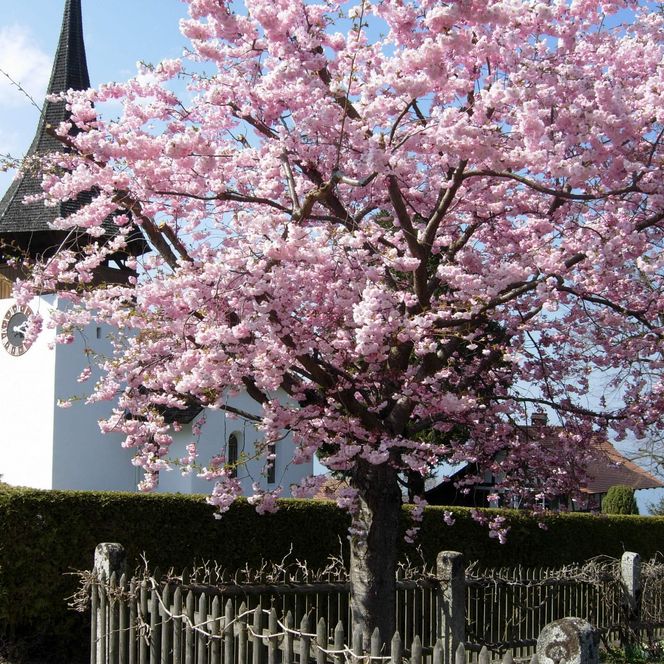 Wunderschöner Magnolienbaum direkt neben der Kirche in Leissigen