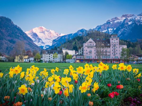 Herrliche Frühlingsabend auf der belebten und mit Blumen geschmückte Höhematte in Interlaken