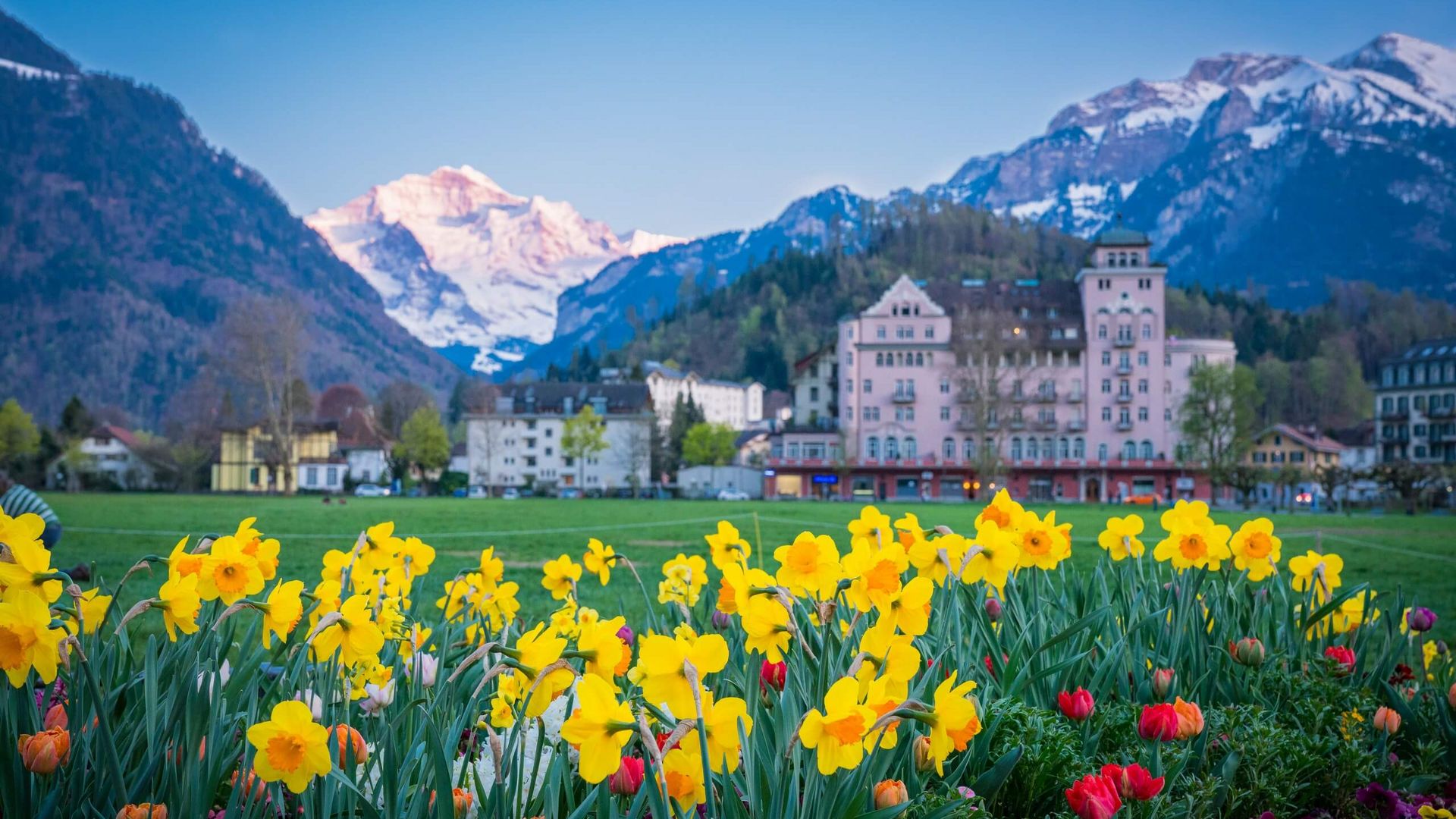 Herrliche Frühlingsabend auf der belebten und mit Blumen geschmückte Höhematte in Interlaken