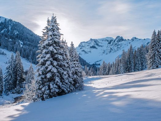 Zauberhafte Winterlandschaft mit verschneiten Tannen und glitzerenden Schneekristallen im Sonnenlicht