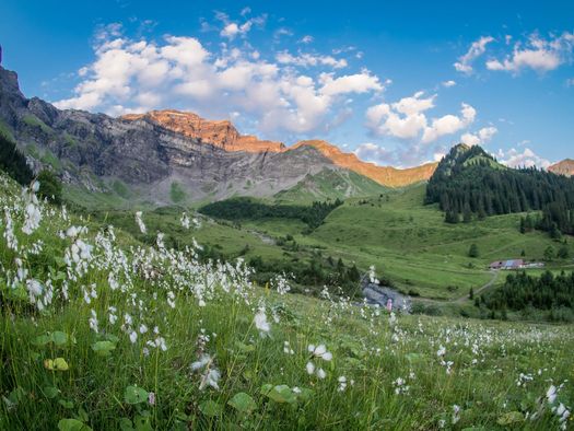 Idyllische Alplandschaft oberhalb von Saxeten mit blühenden Blumen und herrlichem Bergblick