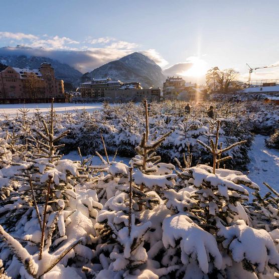 Verschneite Tannenbäume im Winterlaken Labyrinth, im Hintergrund geht die Sonne unter.