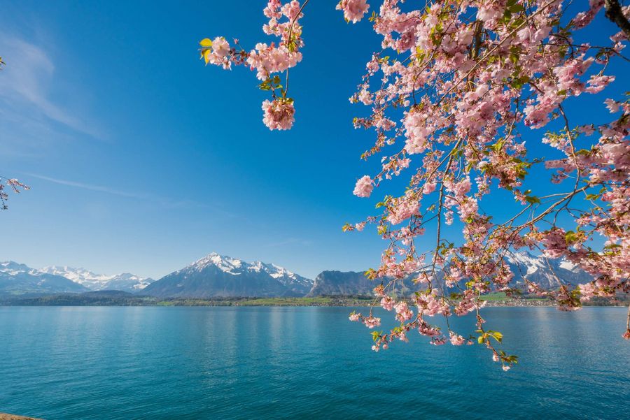 Frühlingserwachen am Thunersee. Rosafarbene Blüten im Konstrast mit dem tiefblauen Thunerseen und im Hintergrund der Niesen.