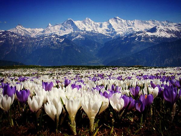 Frühling in Beatenberg Blühende Krokusse auf einer herrlichen Wiese in Beatenberg. Im Hintergrund die verschneite, eindrücklichen Berner Oberländer Berggipfel.