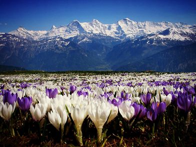 Blühende Krokusse auf einer herrlichen Wiese in Beatenberg. Im Hintergrund die verschneite, eindrücklichen Berner Oberländer Berggipfel.