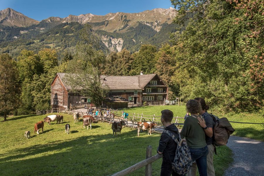 Museumsbesucher beobachten Tiere auf einer grünen Weide im Freilichtmuseum Ballenberg